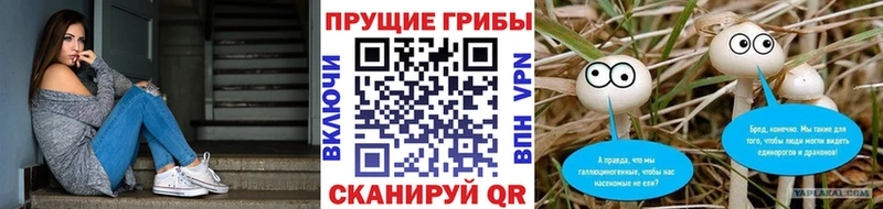 дарнет шоп  Ахтырский  Псилоцибиновые грибы Psilocybine cubensis 